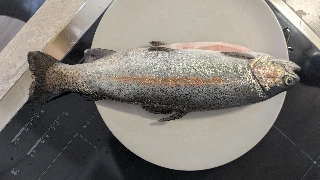 Lachsforelle, 36 cm, 11.10.26