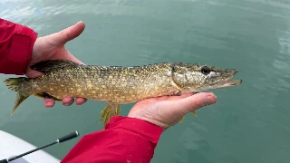Hecht, 35 cm, 17.10.26
