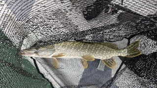 Hecht, 55 cm, 17.10.26